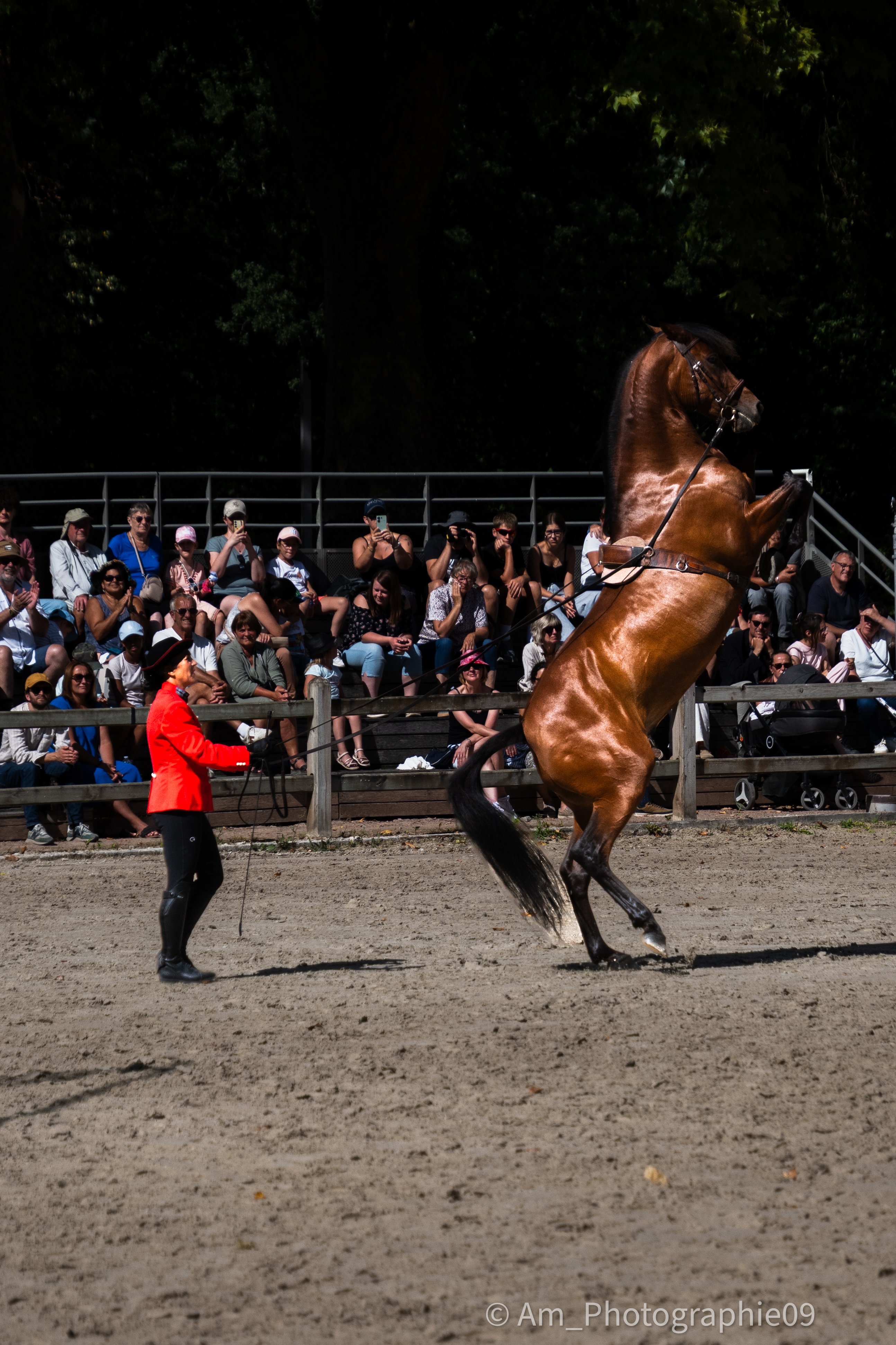 Le Haras du Pin : plongée au cœur du "Versailles du cheval" et des Jeudis du Pin