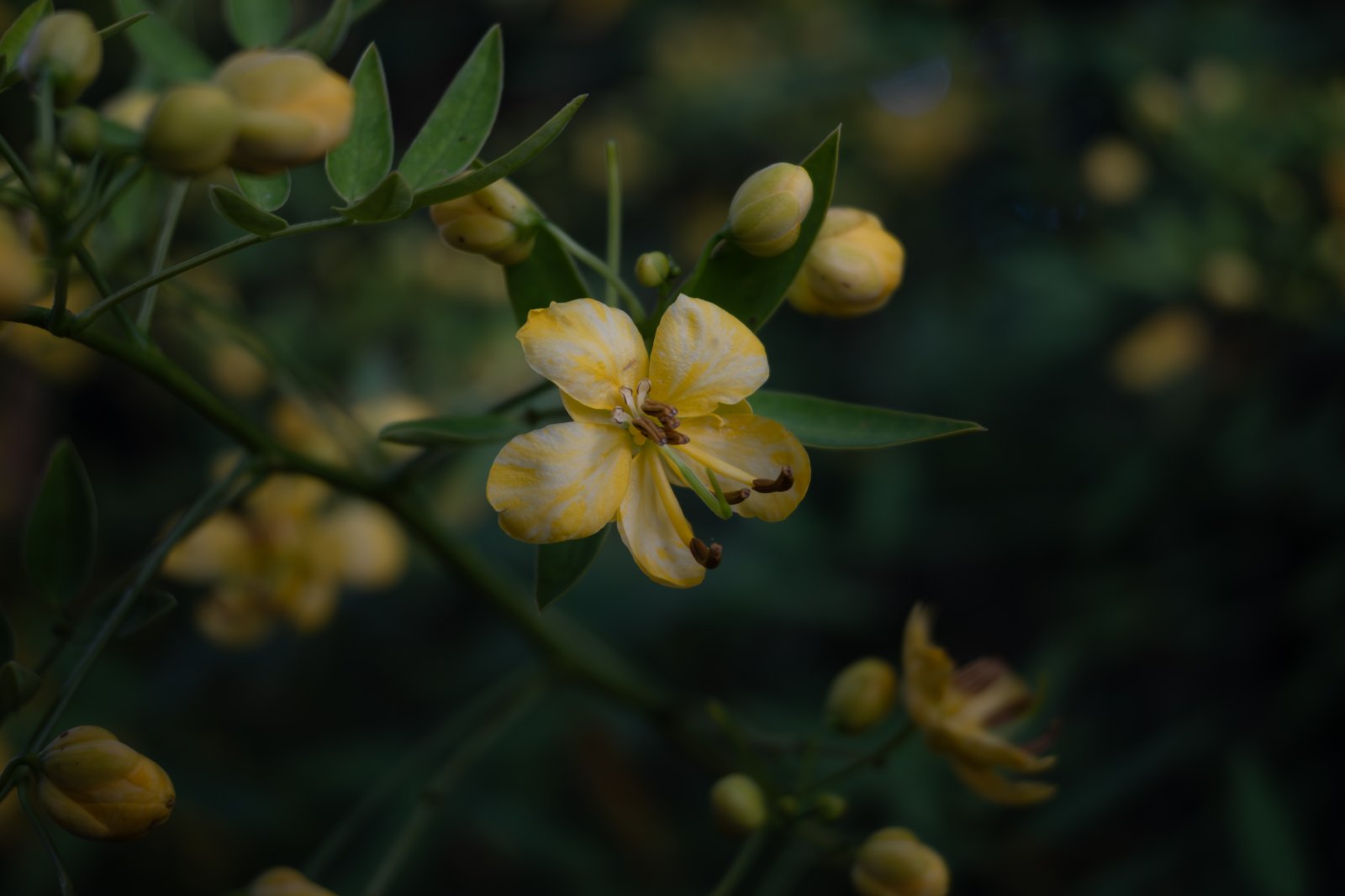 Fleur jaune en gros plan lors de Fleurs en Seine