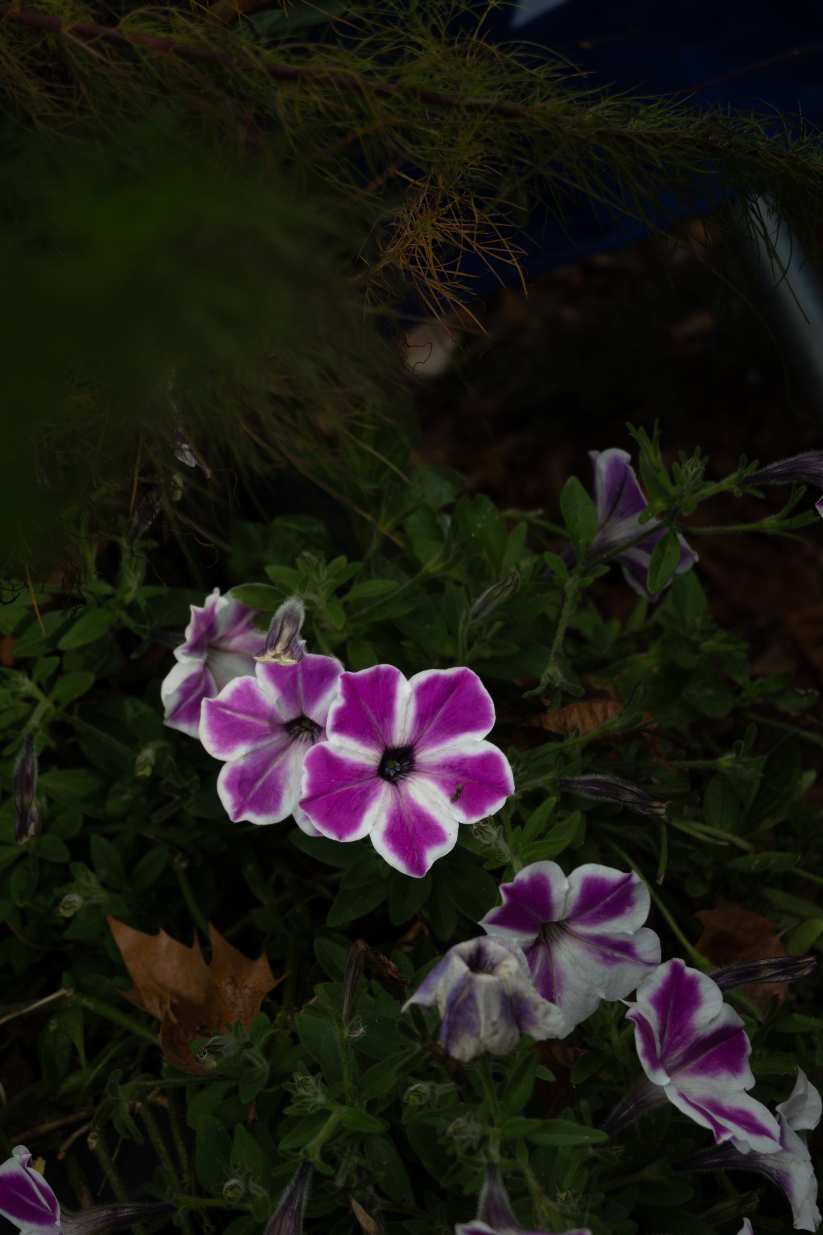 Pétunias violets et blancs à Fleurs en Seine