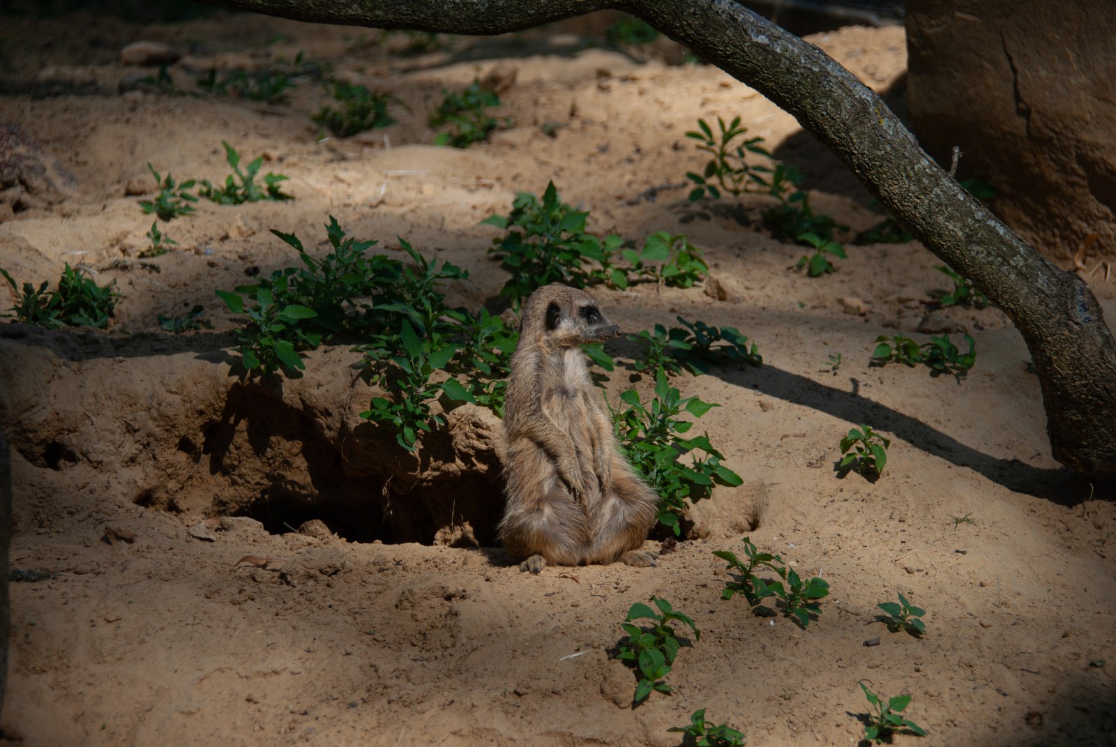 Suricate à l'affût devant son terrier à Thoiry