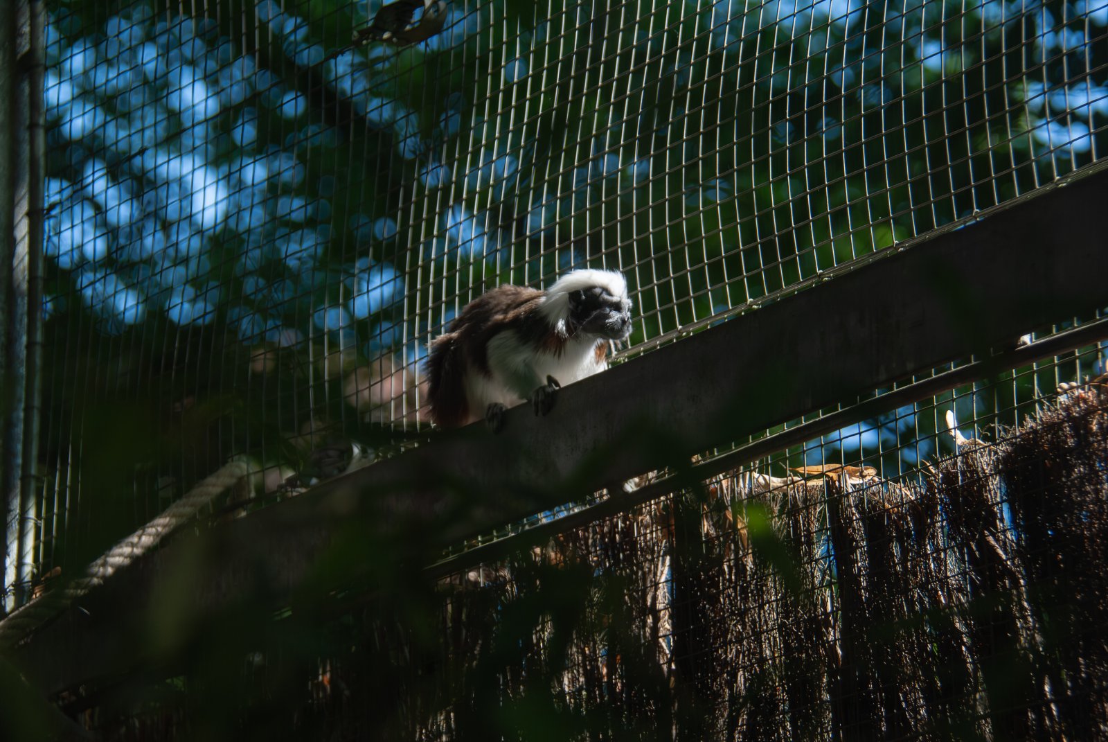 Tamarin à crête blanche perché sur une passerelle à Thoiry