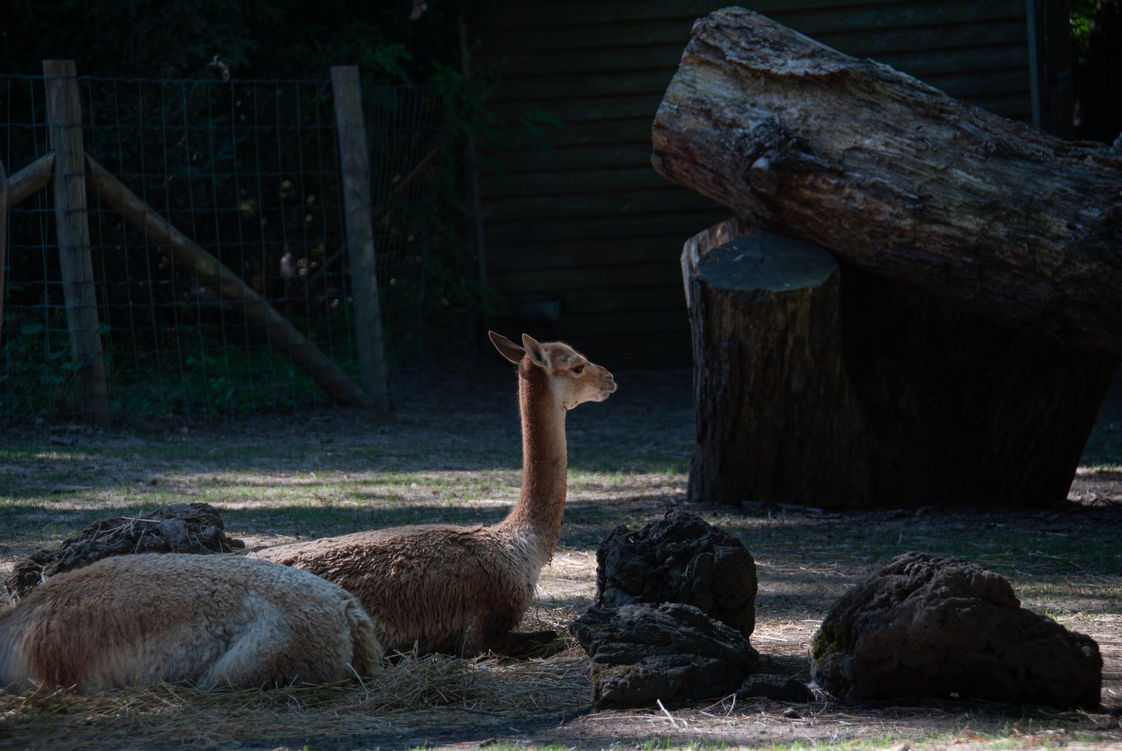 Vigogne au repos dans le parc de Thoiry