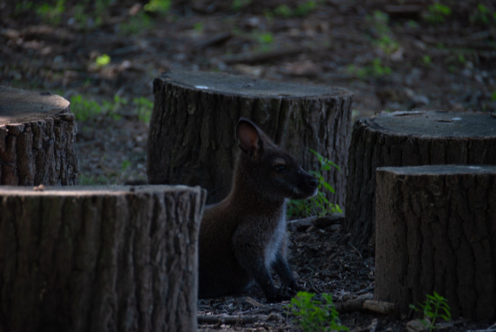 Wallaby entre des souches d'arbres à Thoiry