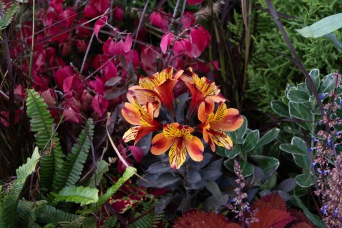 Alstroemeria — Fleurs en Seine