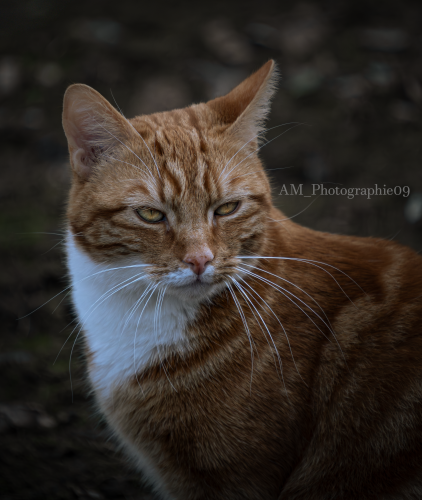 Portrait de chat