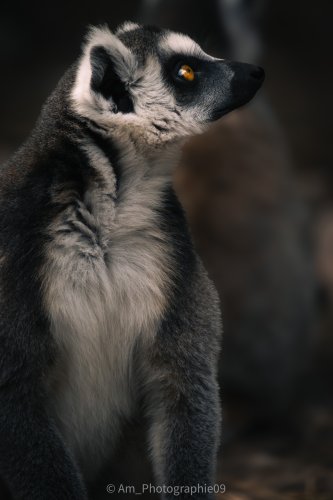 Photographie AM Photographie