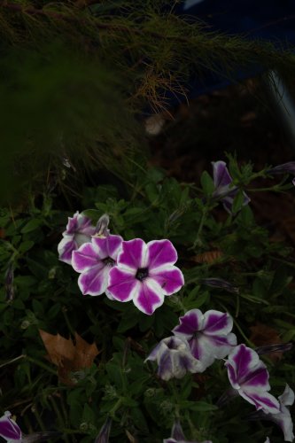 Pétunias — Fleurs en Seine