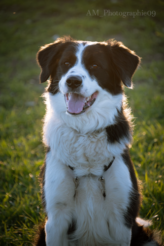 Portrait de chien, lumière dorée