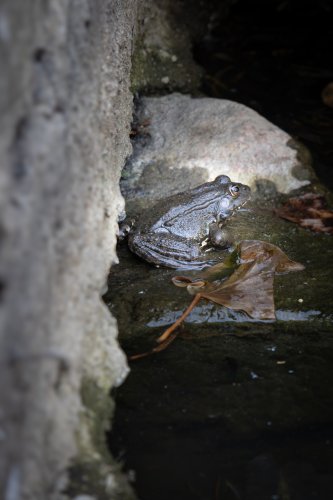 Tortue