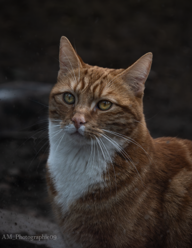 Portrait de chat