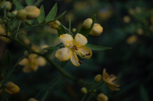 Fleur jaune — Fleurs en Seine