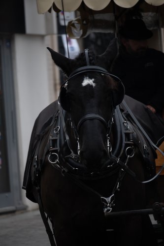 Chevaux