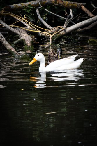Canards