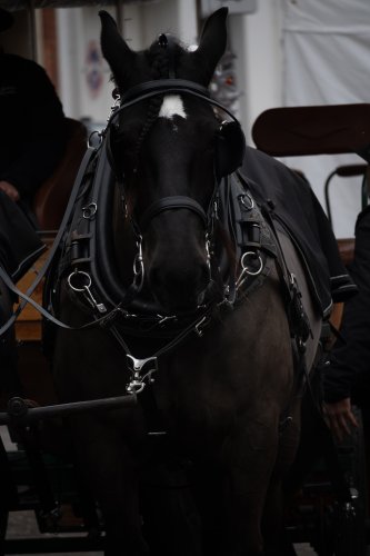 Chevaux