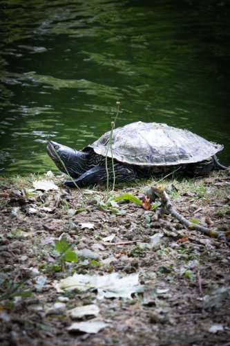 Tortue