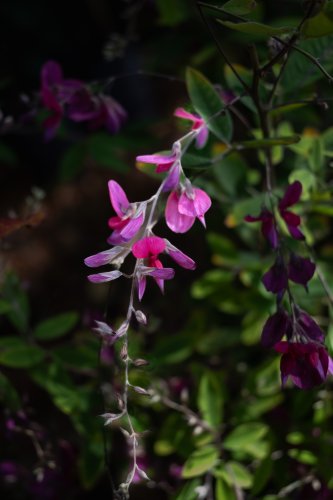 Fleurs roses — Fleurs en Seine
