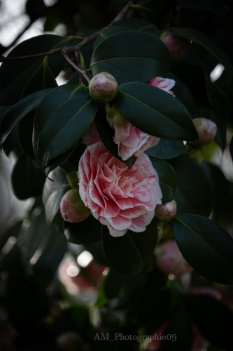 Photographie AM Photographie