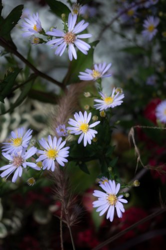 Asters mauves — Fleurs en Seine
