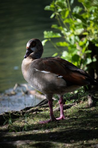 Faune aquatique