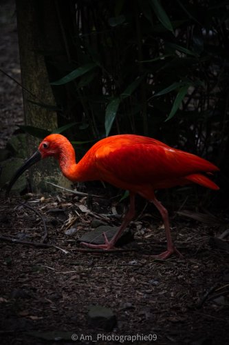 Faune