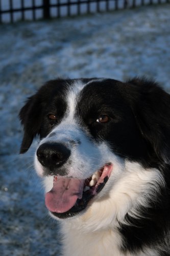 Chien dans la neige