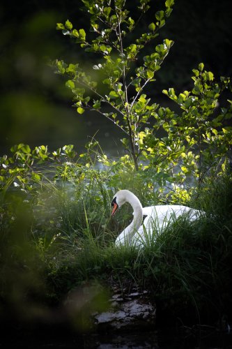 Faune aquatique