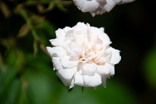 Rose blanche — jardins du château de Thoiry