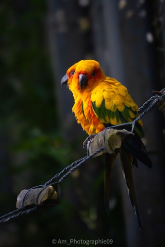 Photographie AM Photographie